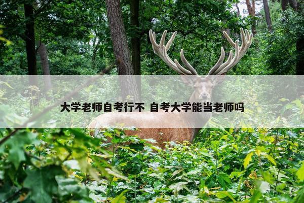 大学老师自考行不 自考大学能当老师吗