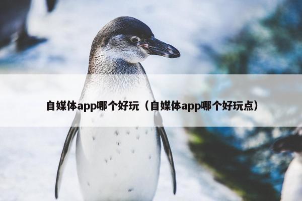 自媒体app哪个好玩（自媒体app哪个好玩点）