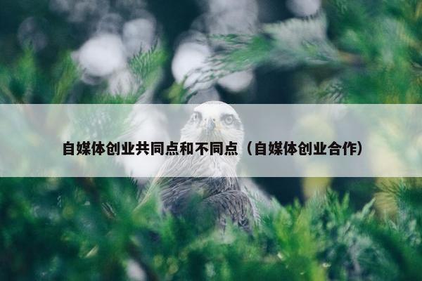 自媒体创业共同点和不同点（自媒体创业合作）