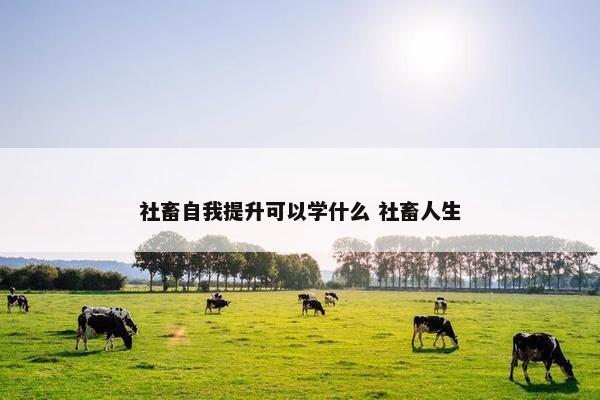 社畜自我提升可以学什么 社畜人生