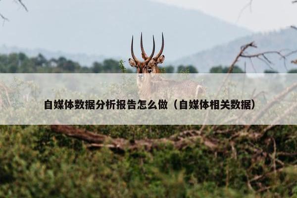 自媒体数据分析报告怎么做（自媒体相关数据）