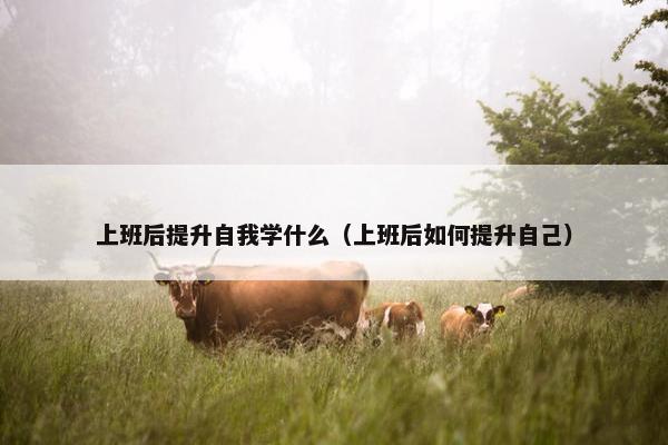 上班后提升自我学什么（上班后如何提升自己）