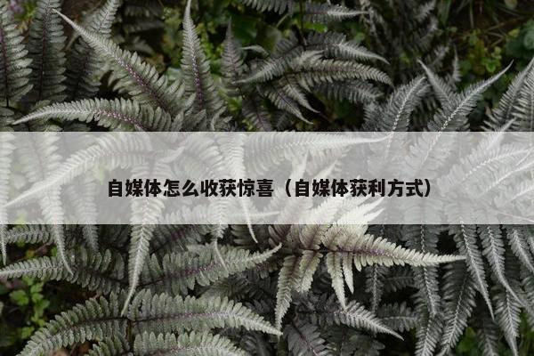 自媒体怎么收获惊喜（自媒体获利方式）