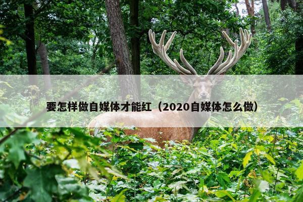 要怎样做自媒体才能红（2020自媒体怎么做）