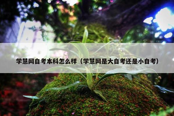 学慧网自考本科怎么样（学慧网是大自考还是小自考）