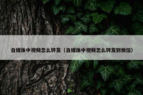 自媒体中视频怎么转发（自媒体中视频怎么转发到微信）