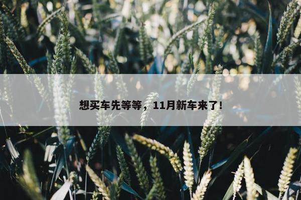 想买车先等等，11月新车来了！