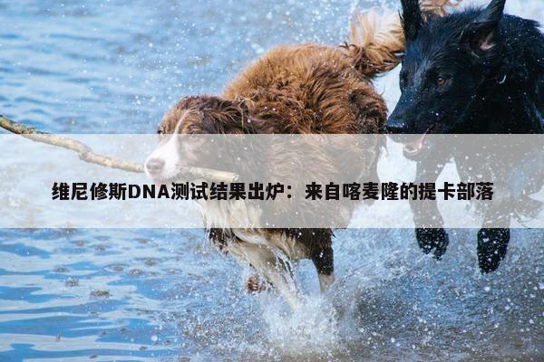 维尼修斯DNA测试结果出炉：来自喀麦隆的提卡部落