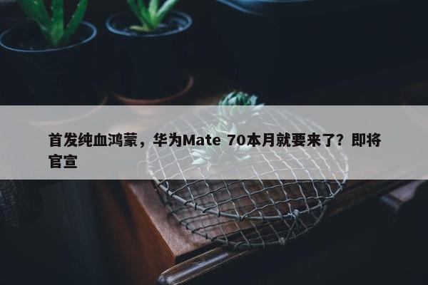 首发纯血鸿蒙，华为Mate 70本月就要来了？即将官宣